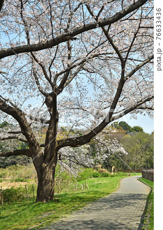 見沼田圃散歩:見沼代用水東縁 見沼田圃散歩:見沼代用水東縁 76633436