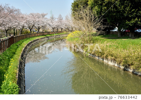見沼田圃散歩:見沼代用水東縁 見沼田圃散歩:見沼代用水東縁 76633442