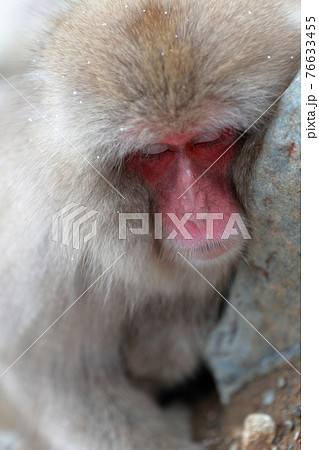 熟睡するお猿 76633455