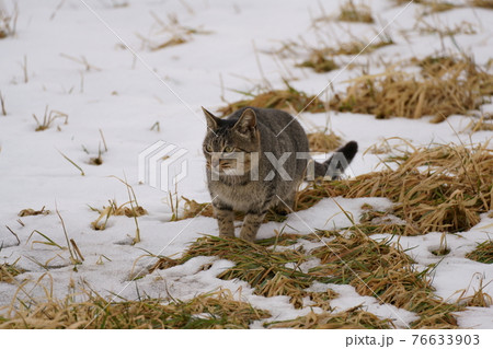 冬の草原の野良猫 76633903