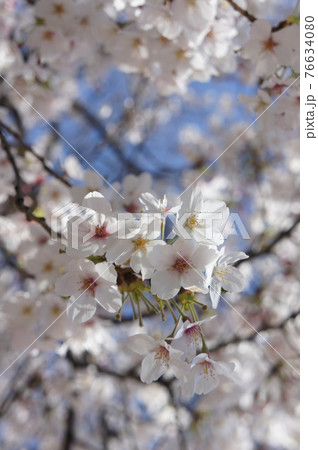 青空に映える桜　-sakura-　1 76634080