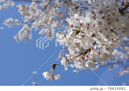青空に映える桜　-sakura-　2 76634081