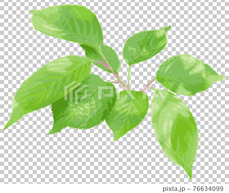 Fresh green cherry leaf Fresh green cherry leaf 76634099