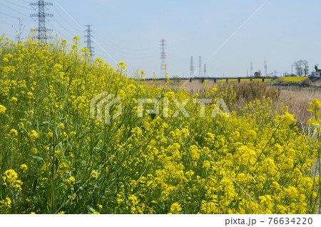土手・菜の花・鉄塔(埼玉県) 土手・菜の花・鉄塔(埼玉県) 76634220