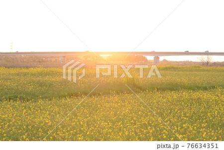 花畑 遠景 光 花畑 遠景 光 76634351