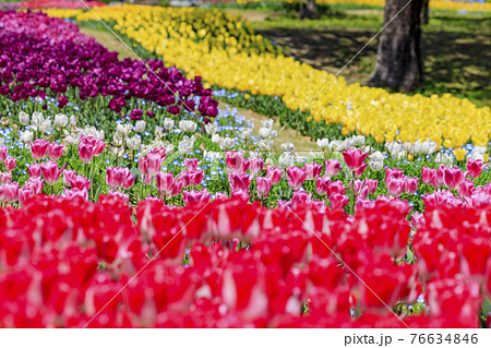 馬見丘陵公園 チューリップ フェアーの写真素材