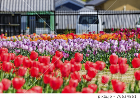 馬見丘陵公園 チューリップ フェアー 馬見丘陵公園 チューリップ フェアー 76634861