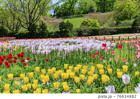 馬見丘陵公園 チューリップ フェアー 馬見丘陵公園 チューリップ フェアー 76634882