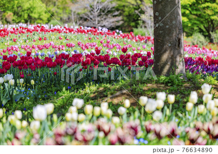 馬見丘陵公園 チューリップ フェアーの写真素材