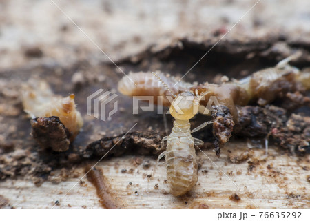 Termite macro 76635292