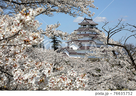 天守閣と満開の桜-鶴ヶ城 福島県会津若松市 天守閣と満開の桜-鶴ヶ城 福島県会津若松市 76635752