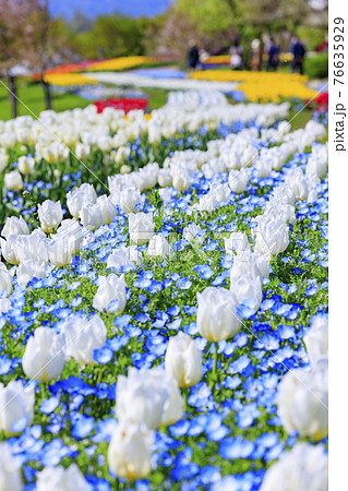 馬見丘陵公園 チューリップ フェアーの写真素材