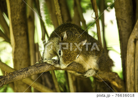 Finlayson's squirrel on a tree is a type of squirrel. That can be found everywhere 76636018
