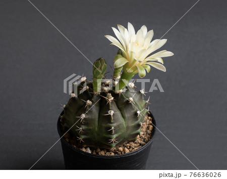 Cactus flower light yellow colours full bloom gymnocalycium cactus flowers 76636026