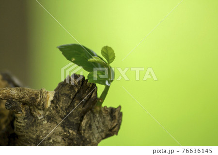 The tops of the leaves are removed from the trunk to grow 76636145