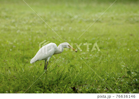 Heron, Bittern, Egret walking on the lawn. 76636146