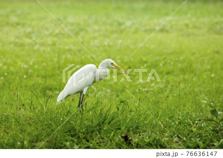 Heron, Bittern, Egret walking on the lawn. 76636147