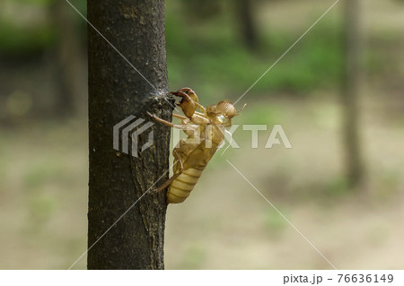 Cicada molt Left on the tree 76636149