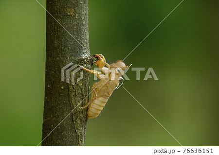 Cicada molt Left on the tree 76636151