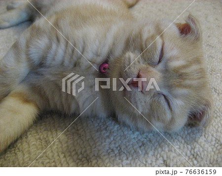 眠る子猫の顔 76636159
