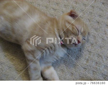 手を伸ばして眠る子猫 76636160