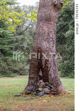 Platanus, or Sycamore trunk close-up. Platanus orientalis, the Old World sycamore or Oriental plane. 76636393