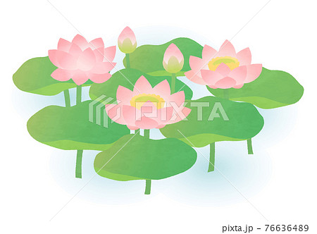 水面に咲くピンクの蓮の花のイラスト素材