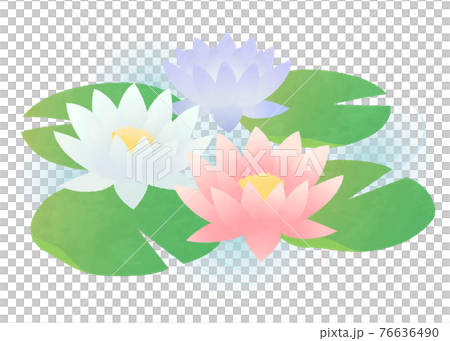 水面に浮かぶ睡蓮のイラスト素材 [76636490] - PIXTA