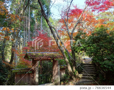京都 紅葉の名所 常照寺 京都 紅葉の名所 常照寺 76636544