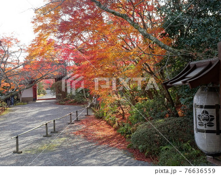京都 紅葉の名所 常照寺 京都 紅葉の名所 常照寺 76636559