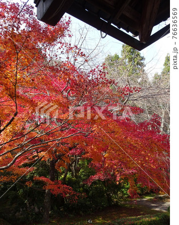 京都 紅葉の名所 常照寺 京都 紅葉の名所 常照寺 76636569