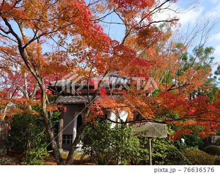 京都 紅葉の名所 常照寺 京都 紅葉の名所 常照寺 76636576
