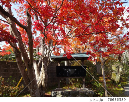 京都 紅葉の名所 常照寺 京都 紅葉の名所 常照寺 76636589