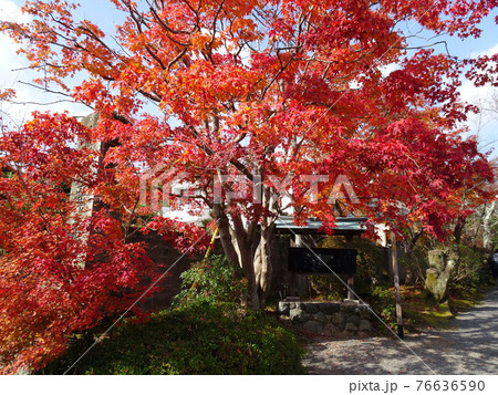 京都 紅葉の名所 常照寺 京都 紅葉の名所 常照寺 76636590
