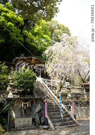 山路王子神社と枝垂れ桜 (和歌山県海南市下津町) 山路王子神社と枝垂れ桜 (和歌山県海南市下津町) 76636601