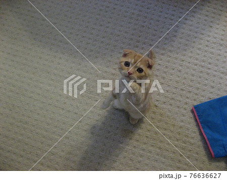立ち上げる子猫 76636627