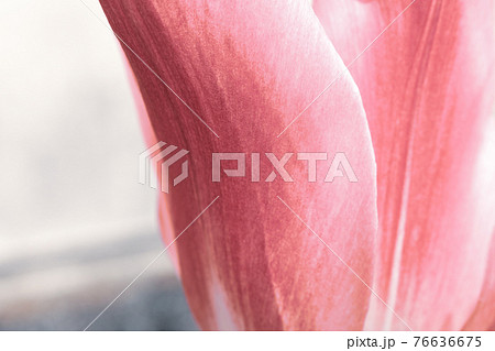 ピンク色のチューリップの花びらのアップ 76636675