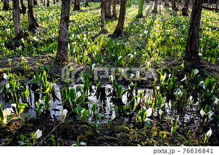 朝日差し込む早春の刺巻湿原　 76636841