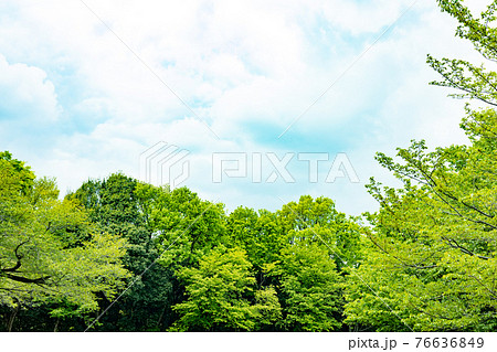 森と空と雲の写真素材 [76636849] - PIXTA