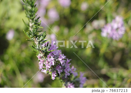 ローズマリーマジョルカピンク 76637213