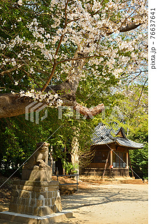 見沼田圃散歩：中山神社　旧称・中氷川神社 76637641