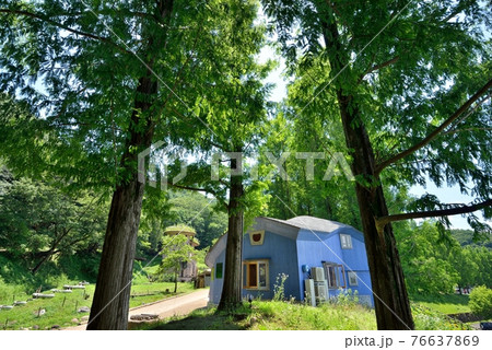 初夏の陽差しの下、メタセコイアの木の合間からフィンランドを思わせるあけぼの子どもの森公園を見る 76637869