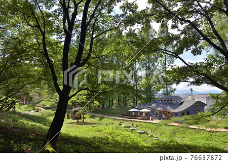 初夏の快晴、あけぼの子どもの森公園、涼しげなネムノキの木陰からギャラリーカフェを撮る 76637872