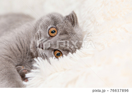 a lop-eared Scottish cat lying. An animal on a white background. fun for pets a lop-eared Scottish cat lying. An animal on a white background. fun for pets 76637896