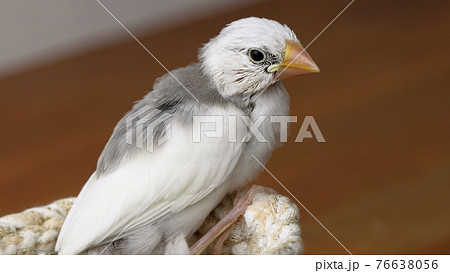 白文鳥のヒナ 76638056