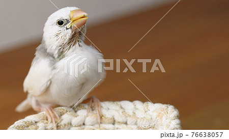 白文鳥のヒナ 76638057