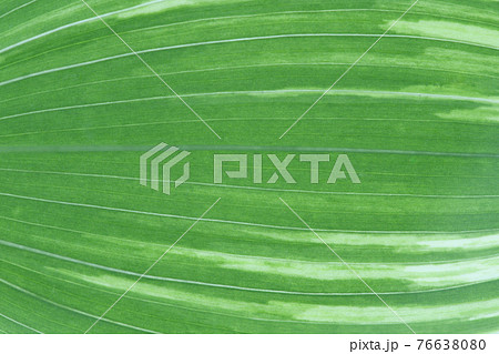 フイリアマドコロ（斑入り甘野老）の葉と葉脈 76638080