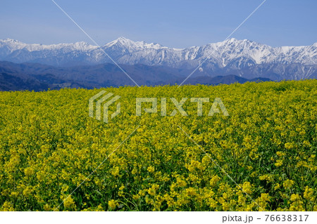 菜の花畑と北アルプス 76638317