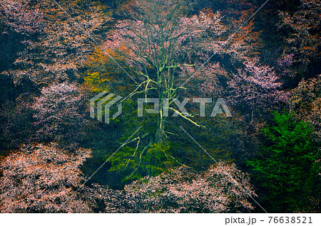 吉野山の桜景色 吉野山の桜景色 76638521