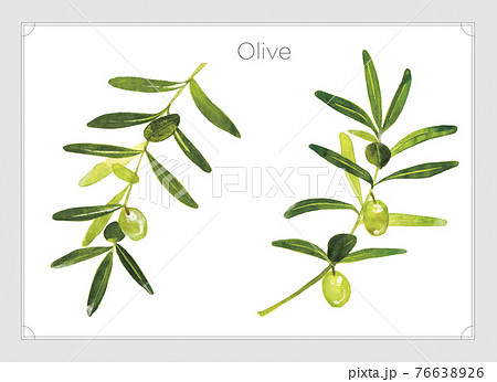 オリーブの水彩イラスト オリーブの実と葉 のイラスト素材